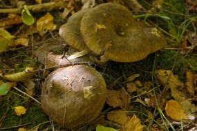 fir saffron milk caps mushroom in the forest