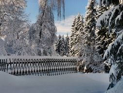 snow on trees and fence in switzerland