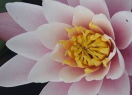 irresistible flower petals