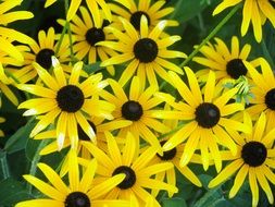 many bright yellow flowers close-up