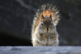 squirrel with furry tail