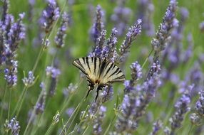 Close-up of the colorful and beautiful butterfly on a beautiful lavender field