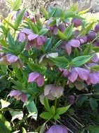 christmas rose or hellebore black