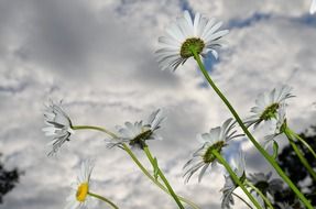 Daisies against the cloudy sky