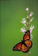 red-orange butterfly on a pale flower