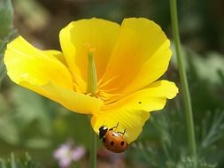 Ladybug on the yellow flower close-up on blurred background