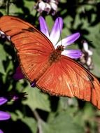 beautiful orange butterfly on flower close-up