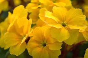 Yellow blossoms in nature