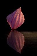 medinilla petal on a black background