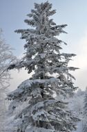 high tree covered with snow