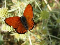 brown butterfly on grass