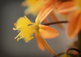 stunningly beautiful bulbine frutescens flower