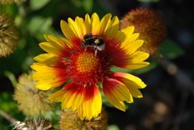bee on the yellow red flower