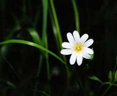 bright white flower in the forest