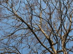 tree without leaves on a sunny day