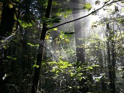 landscape of Cobweb in the forest