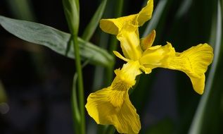 irresistible yellow lily flower