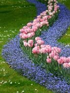 patterns of tulips and blue colors in the park