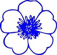 drawing of flower buttercup