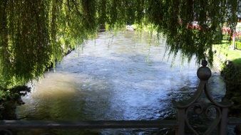 green trees on a bridge over water