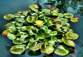 landscape of the water lilies on a pond