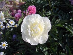 White and pink pion flowers