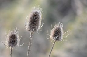 plant thistles macro view
