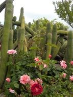 Cactus field in California