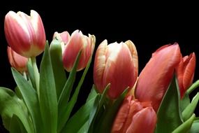 spring tulips on a black background