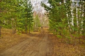 birches near country road