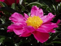 lush pink flower in the nature
