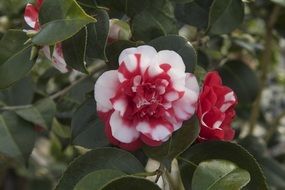 red-white camellia in the garden