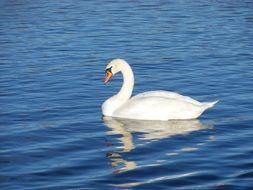 white swan reflected in water