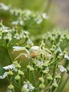 Spider on the dorsata