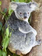 koala bear on a tree trunk