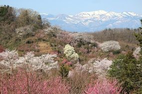 scenic azumayama park