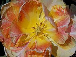 colorful open tulip close up