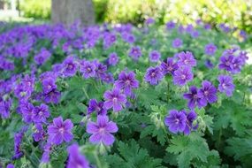 purple geranium wildflowers