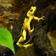 Picture of atelopus zeteki