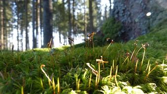 close-up forest cover