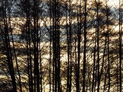 photo of tall trees in the forest