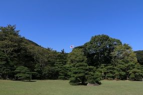 Forest with green trees in japan