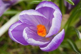 petal plant bloom garden nature