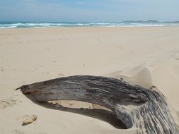 driftwood beach