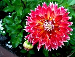 dahlia garden plant