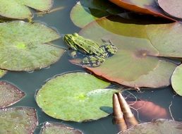 frog in a pond on a large sheet
