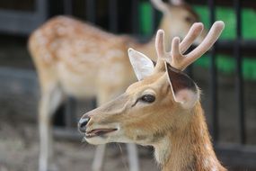 beautiful and delightful deer