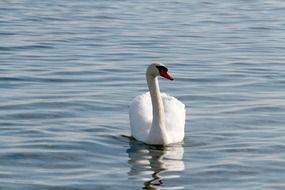 white swan swiming straight