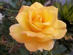 Orange rose in Venezuela