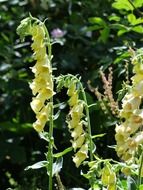 yellow foxglove